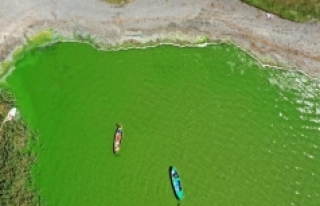 Uluabat Gölü yeşile boyadı