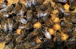 Arılar, yaşanan kuraklık nedeniyle nüfus planlamasına...