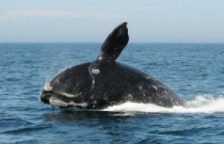 Balinaların neslinin tükenmesi tehlikesi 'gerçek...