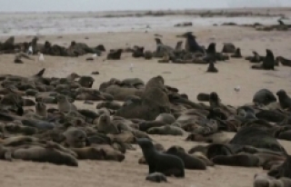 Binlerce fok sahile vurdu!