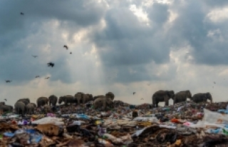 Çöp yığınları arasında yiyecek arayan fil sürüsü!