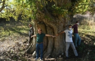 Dünyanın en yaşlı armut ağacı Artvin’de tespit...