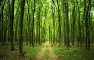 Ormanlarımız Sera Gazının etkilerinden koruyor