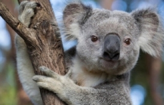Avustralya, koalaları korumak için 18 milyon dolar...