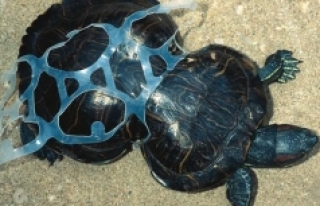 Ölen kaplumbağaların yüzde 60'ında plastik...