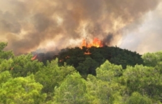 Orman yangınlarının faturası ağır oluyor!