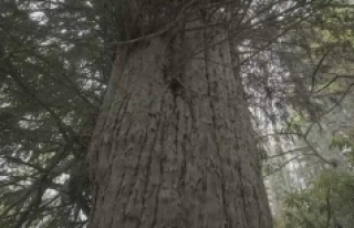 Türkiye'nin en yaşlı ağacı; 4 bin 115 yaşında!