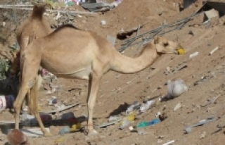 Dubai’de yüzlerce deve, plastik kirliliği nedeniyle...