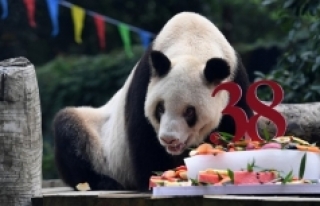Dünyanın en yaşlı pandası Xin Xing hayatını...