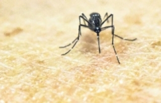 Uzmanlardan kuraklık uyarısı: Sivrisinek artışı...