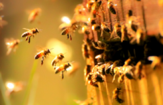 Arılar iklim değişikliğine kurban gidiyor!
