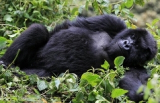İlk kez gorillerde koronavirüs tespit edildi