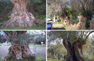 Köklerinden yeniden doğan asırlık zeytin ağaçları!