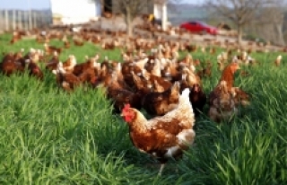 Organik tavuk üretimi daha fazla sera gazı emisyonuna...