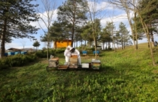 Arıcılara "ithal arı getirerek biyoçeşitliliği...