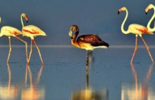 Flamingoların erken gelişi endişelendirdi!
