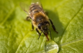 İklim değişikliği ve zirai ilaçlar arı çeşitliliğini...