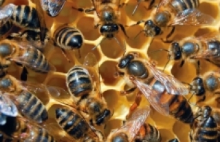 İngiltere’de 15 milyon yavru arı yakılarak yok...