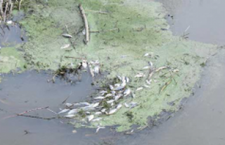 Porsuk’taki balık ölümlerinin sebebi tarımsal...