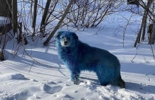 Rusya’da mavi köpek bilmecesi!