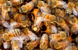 Yerli arı ırkları yok olma tehlikesiyle yüz yüze!