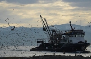 Karadeniz’de her yıl 1 milyon ton hamsi yok oluyor