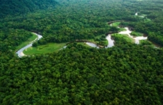 Tropikal yağmur ormanlarının yüzde 34'ü...