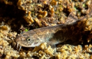 Van Gölü'ndeki ikinci balık türü: Küçük...