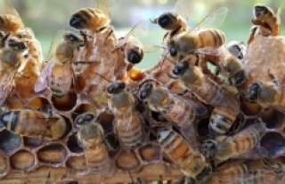 Yerli ırk arı ile verimlilik hedefleniyor