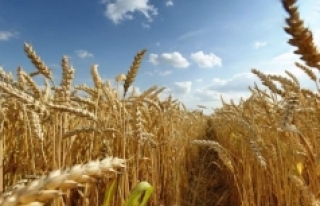 Adana'da buğdayda 778 bin ton rekolte bekleniyor