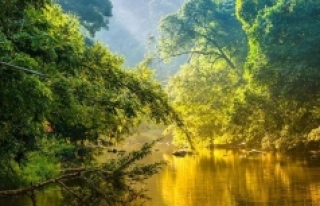 Amazon Ormanları Karbon Salımıyla Baş Edemiyor