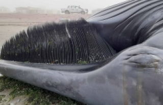 Antarktika balinası Afrika kıyılarına vurdu