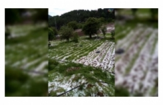 Bursa’da dolu yağışı mahsülleri vurdu