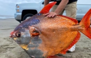 Bilinen tek sıcakkanlı balık olan Opah balığı,...