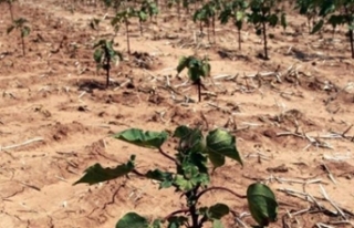 İklim krizi nedeniyle tarımsal üretimde yüzde...
