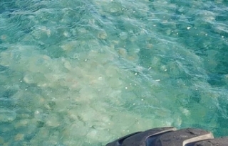 Marmara Denizi'nde denizanası istilası: 'Kesinlikle...