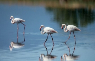 UNESCO Adayı Gediz Deltası’nda kuşların yaşamı...