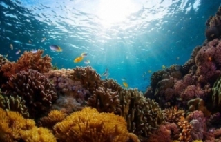 Dünya'nın en büyük mercan resiflerinden biri...