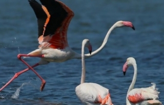 Önlemler alınmayınca flamingolar, tilkilere yem...