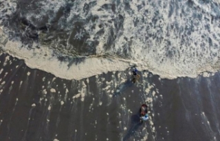 Peru'da petrol sızıntısı deniz canlılarını...