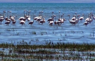 Van’daki flamingo alanı ‘kesin korunacak hassas...