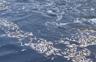 Dicle Nehri'nde binlerce balık öldü