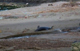 Trabzon'da 2 ölü yunus daha sahile vurdu