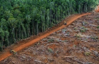 Amazon’daki Ormansızlaşma Nisan Ayında Rekor...