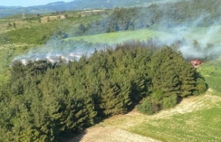 Soma'daki orman yangınında 1 hektar alan tahrip...