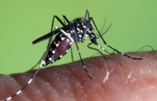 Türkiye’de görülen yeni sivrisinek türleri neler,...
