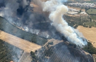 İzmir'deki orman yangınında 42 hektar alan...