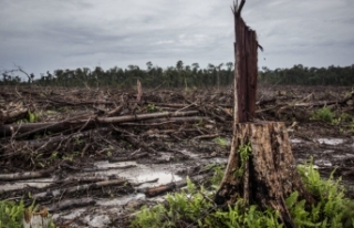 BM’den Şirketlere: Ormansızlaşma Frenlenmedikçe...