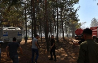 Gaziantep'te orman yangını! Vali Gül duyurdu:...