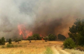 Manisa'daki orman yangının verdiği zarar belli...